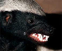 Honey badger