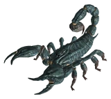 http://images4.wikia.nocookie.net/__cb20110514013036/fallout/images//thumb/6/66/Radscorpion.png/160px-Radscorpion.png