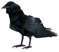 Raven.png