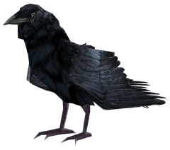 Raven