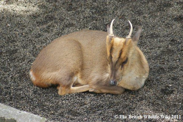 british deer identification