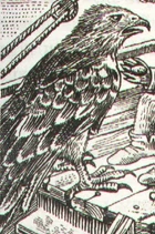 Buteo.jpg