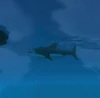 Daggertooth Shark