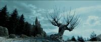 Willowhogwarts