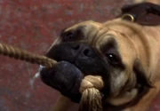 Tug-o-war