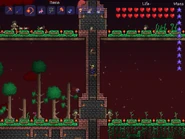 Tree Farm