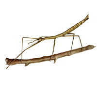 Huge item giantwalkingstick 01.png