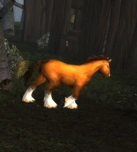 Image of Mountain Horse