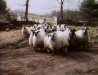 Filmsheepdog.jpg