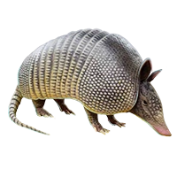 Huge item threebandedarmadillo 01.png
