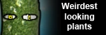 Weird...