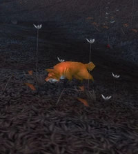 Image of Blackwald Fox