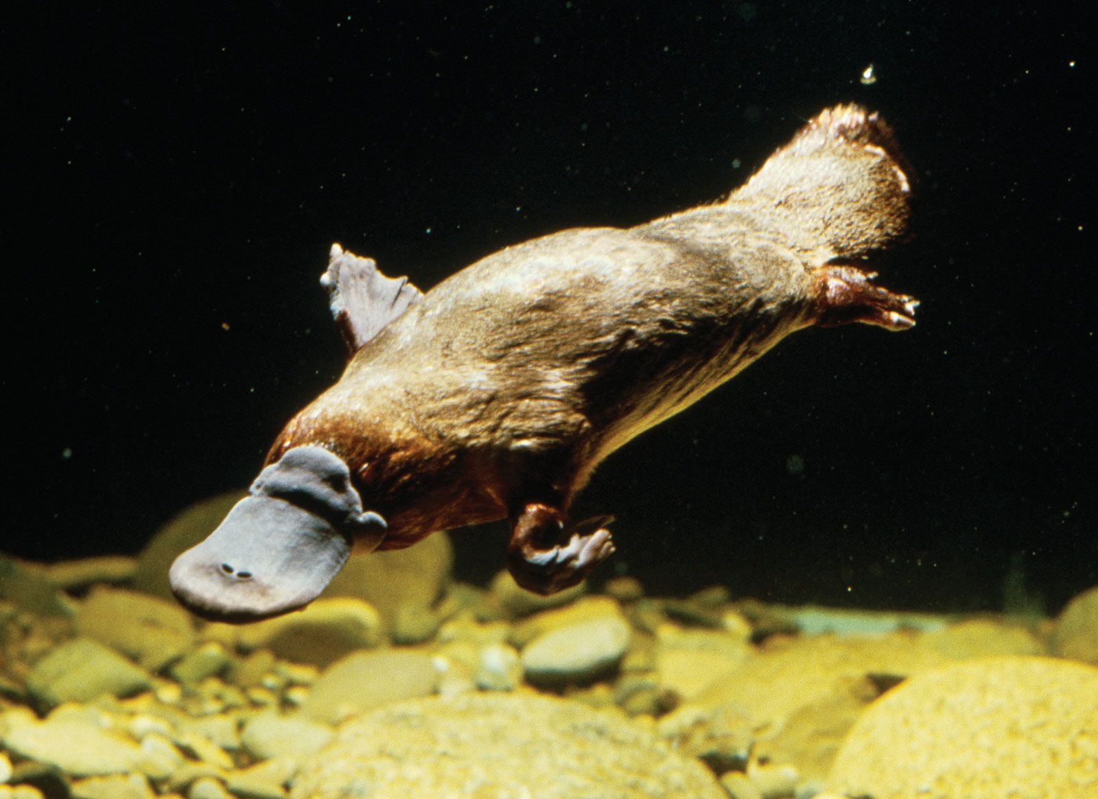 plural for platypus
