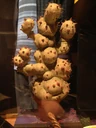 Mimbulus Mimbletonia.jpg