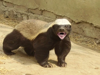 Honey-badger.jpg
