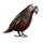 Item kaka 01