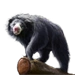 Sloth Bear