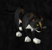 Calico cat.jpg