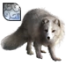 Item arcticfox diamond 01