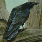 Raven
