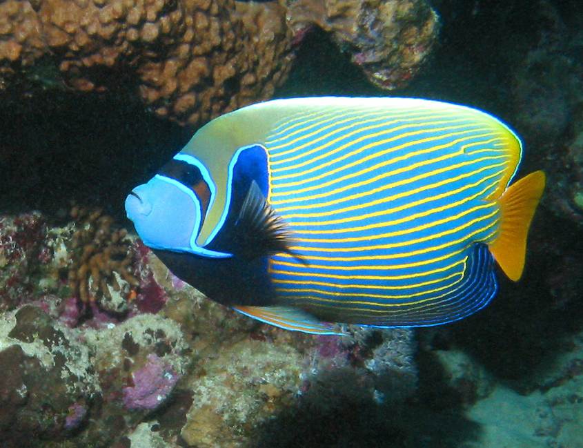 Coral Reef Angelfish