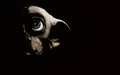 Dobby HP7.jpg