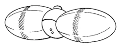 BNO Impact Grenade.jpg