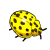 Polka Beetle