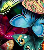 Butterflies 3