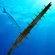Barracuda water