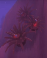 Anemone