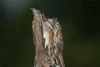 Potoo