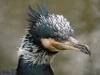 Suliformes