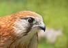 Falcon