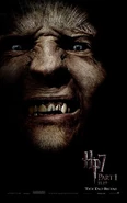 Greybackposter