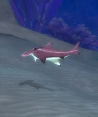 Image of Spinescale Hammerhead