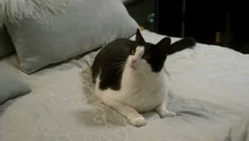 Mrtuxedopants