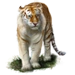 Golden Tabby Tiger