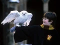 Harry hedwige 2.jpg