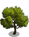 Lucques Olive Tree2-icon
