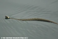 Swimming Grass Snake