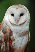 Barn Owl close-up