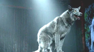 Coot wolf