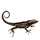 Item brownanole 01