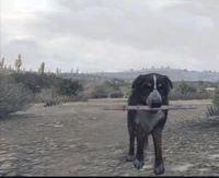 Dog-fetching-stick