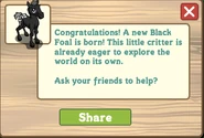Black foal message