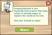Camarillo foal message