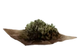 DriedNettles.png