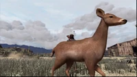 Deer-at-Critchleys-Ranch
