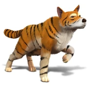 TigerDog